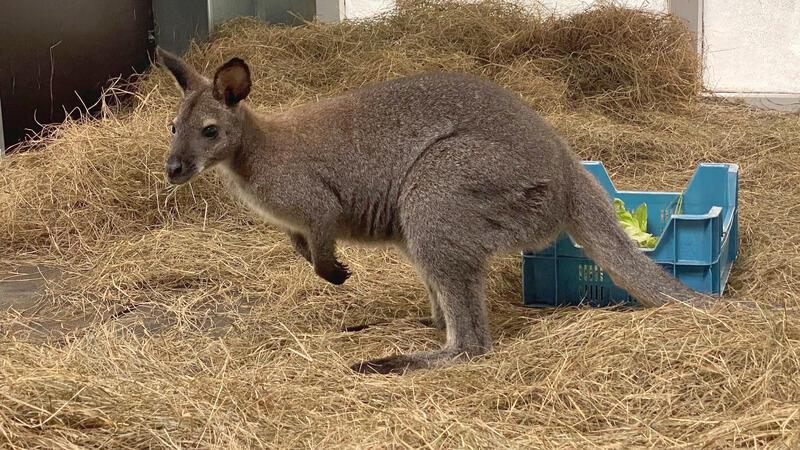 Aufruf: Das fehlt dem im Kreis Stade gefangenen Känguru jetzt noch Das junge Bennett-Känguru im Känguru-Haus des Serengeti-Parks.