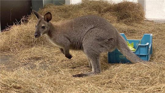 Das junge Bennett-Känguru im Känguru-Haus des Serengeti-Parks.