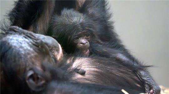 Das kleine Baby-Äffchen kuschelt sich an seine Mutter Chipita.