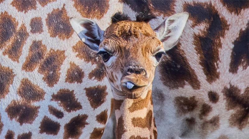 Das kleine Giraffenmädchen ist erst ein paar Tage alt.