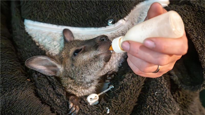 Känguru-Baby im Pulli - Tierpark-Chefin als Ersatz-Mama Das kleine Känguru bekommt spezielle Milch zu trinken.