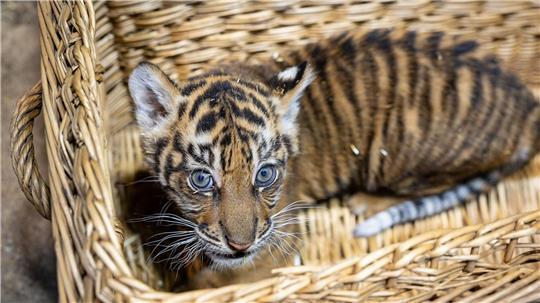 Das kleine Mädchen ist zwei Monate alt.