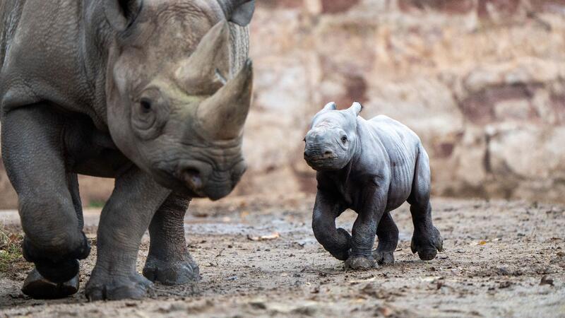 Tiergeburt gefilmt: Nashorn in englischem Zoo geboren Das kleine Nashornjunge läuft neben seiner Mutter im Chester Zoo.