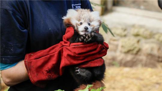 Das kleine Panda-Junge hatte erst vor kurzem seine Mutter verloren. (Archivbild)