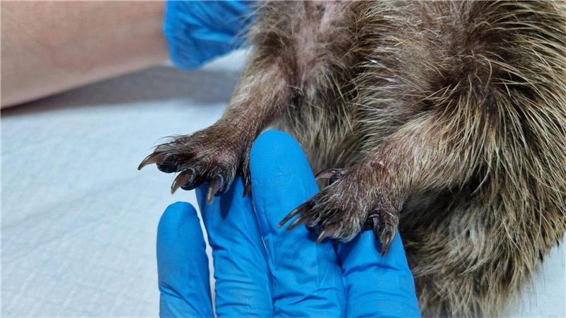 Qualvoller Tod droht: Igel in Mausefalle gefangen Das linke Vorderbein von Igel-Weibchen Matti ist nach dem Kontakt mit der Schnappfalle immer noch geschwollen.