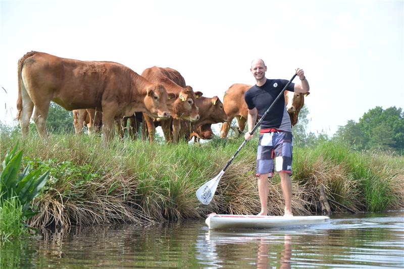 Das macht Laune: Sportredakteur Jan Bröhan versucht sich als Stand-up-Paddler und entdeckt die Schwinge inmitten der Schwingewiesen. Die Kühe finden es interessant. Fotos Schulz