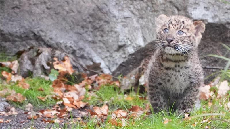 Das neue Gehege für die Leopardenfamilie ist 220 Quadratmeter groß. (Archivbild)