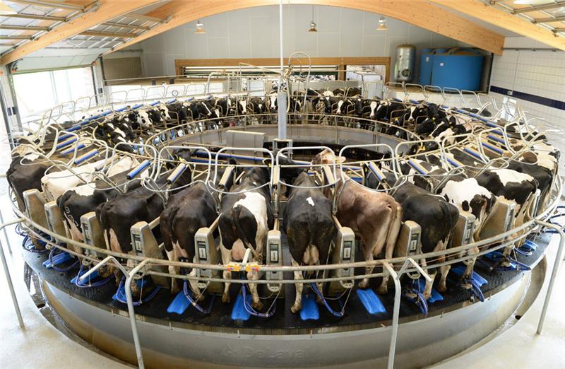 Das neue Kuhkarussell auf dem Hof der Familie Alpers macht zweimal am Tag seine Runden, um die 400 Tiere zu melken.  Fotos: Kordländer
