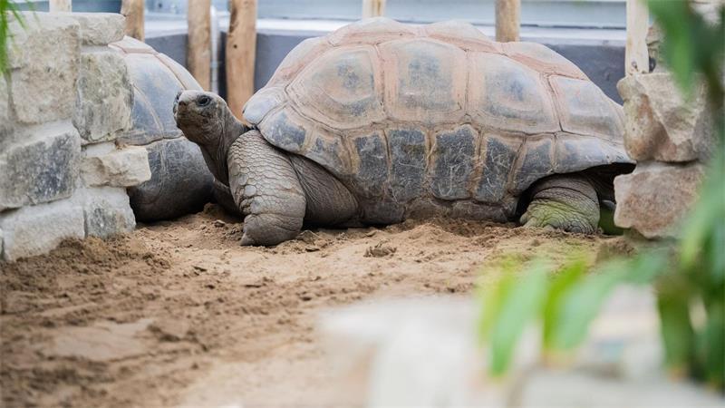 Das neue Warmhaus bietet den Riesenschildkröten ein optimales Tropenklima sowie Sandflächen und ein Badebecken.