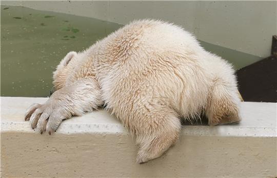 Das noch namenlose Eisbärenbaby im Hamburger Tierpark Hagenbeck hält seine Pfote in das Wasser des Becken. Foto: Tierpark Hagenbeck/dpa