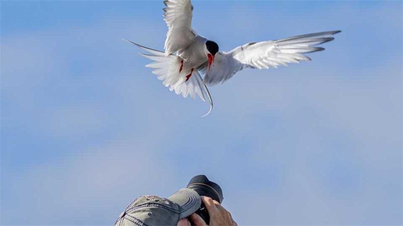 Das perfekte Motiv: Eine Küstenseeschwalbe flog einem der Hobbyfotografen direkt vor die Linse.