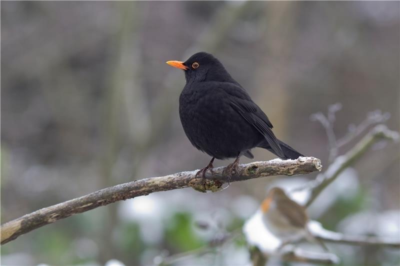 Das prächtige Amselmännchen mit leuchtend gelbem Schnabel lockt die Weibchen an. Foto: Schaffhäuser