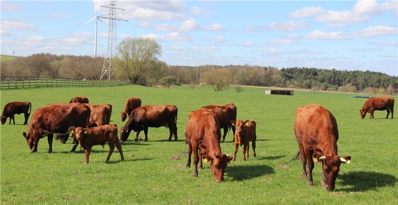 Das rotbraune Angler Rotvieh gibt Milch mit hohen Fettgehalt. Hauschild hält sie auch als Beitrag zum Erhalt bedrohter Nutztierrassen.