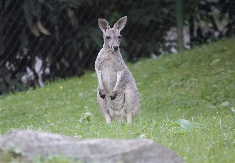 Das rote Riesenkänguru -Jungtier heißt Emil. Fotos: Luise Evers/dpa