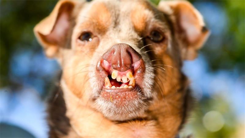 Mops-Hündin Jinny Lu ist „hässlichster Hund der Welt“ Das schräge Grinsen hat die Chancen von Otto wohl verbessert.