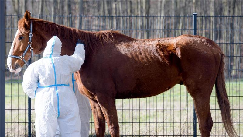 Pferd abgemagert: Polizei stoppt Transport auf A1 nach Rumänien Das schwer erkrankte Pferd wird im Tierheim Bremerhaven betreut. Die Pfleger müssen Schutzkleidung trgen. Foto: Ralf Masorat