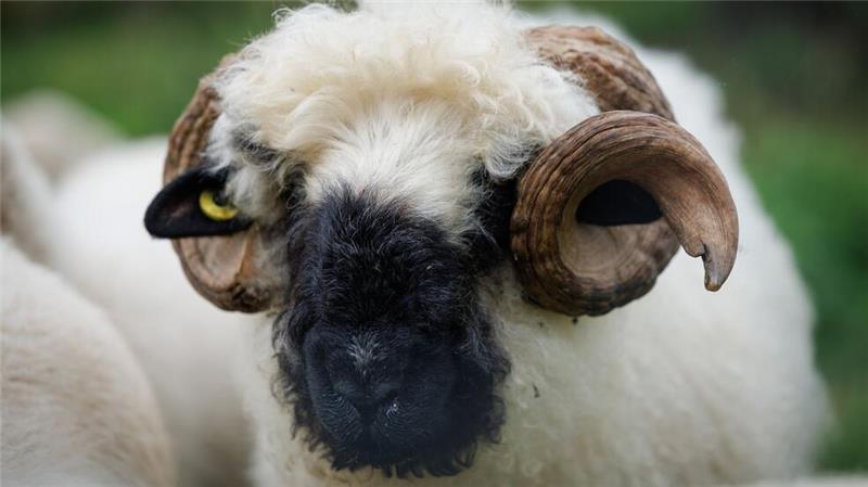 Diese schwulen Böcke lieben, wen sie wollen Das schwule Walliser Schwarznasenschaf „Karl“ wurde von Bill Kaulitz adoptiert.
