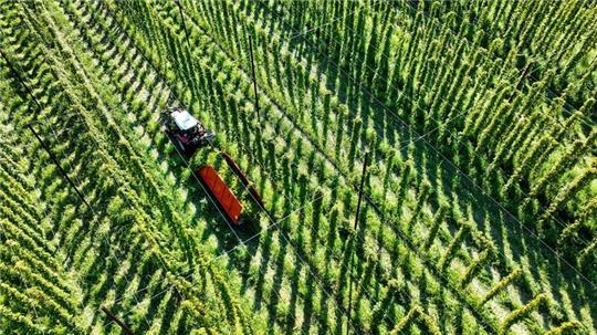 Das sich verändernde Klima stellt die Landwirte auch beim Anbau von Hopfen vor Herausforderungen.