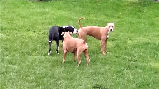 Das sind die Hunde, die den Anwohnern ein Dorn im Auge sind. Foto: privat
