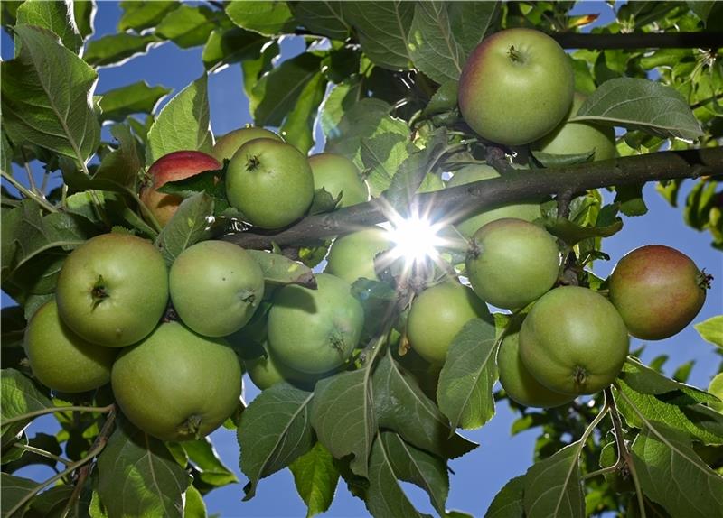 Das sonnige Wetter sorgt in diesem Jahr für eine gute Apfelernte. Foto: Dedert/dpa