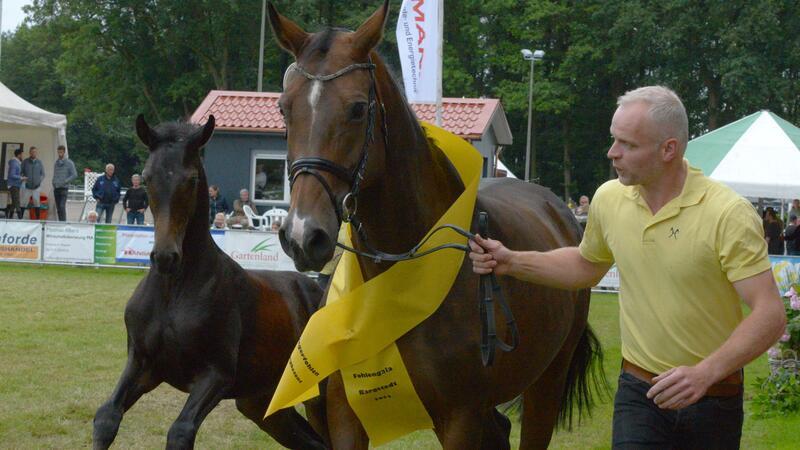 Hiobsbotschaft vor dem Start: Punktejagd im Parcours statt Gaudi-Highlight Das springbetonte Siegerfohlen des Fohlenchampionats: Diese kleine Stute von Perigueux/Carenzo/Balou du Rouet (ZG Hagenah/Gustafsson) brachte die Jury zu immer neuen Superlativen bei der Beschreibung.