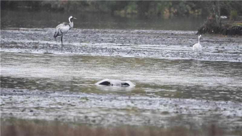 Vogelgrippe im Kreis Rotenburg: Tote Kraniche im Tister Bauernmoor entdeckt Das tatsächliche Ausmaß des Seuchengeschehens unter den im Tister Moor rastenden Kranichen ist unbekannt.