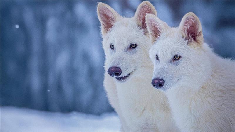 Labor-Kreatur: Grauwolf mit ein paar Schattenwolf-Genen Das undatierte Foto zeigt die beiden Rüden Romulus und Remus im Alter von drei Monaten.