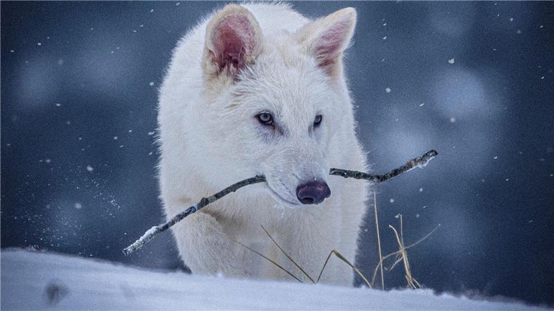 Labor-Kreatur: Grauwolf mit ein paar Schattenwolf-Genen Das undatierte Foto zeigt einen jungen Wolf, der genetisch so verändert wurde, dass er Ähnlichkeiten mit dem ausgestorbenen Schattenwolf aufweist.