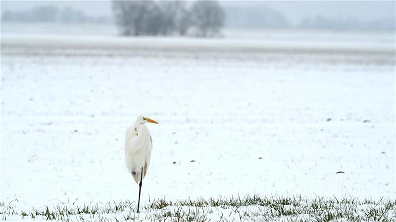 Das ungemütliche Winterwetter hält weiter an. (Symbolbild)