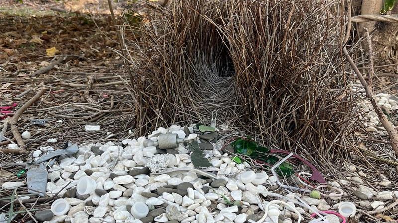Das ungewöhnliche Balzverhalten von Laubenvögeln ist weltbekannt.