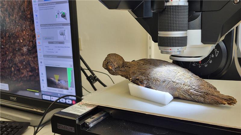 Das vom Landesmuseum Natur und Mensch Oldenburg zur Verfügung gestellte Handout zeigt eine mikroskopische Analyse einer Vogelmumie.