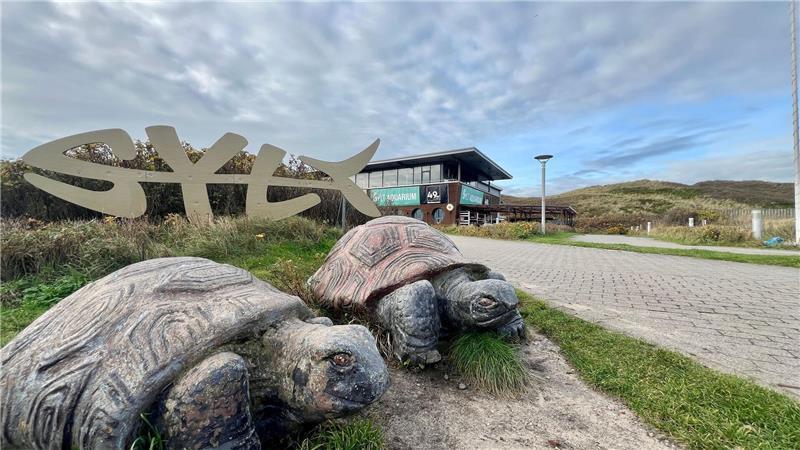 Das vor rund zwei Wochen auf Sylt gefundene Tier wird nun im Sylt Aquarium in Westerland aufgepäppelt.
