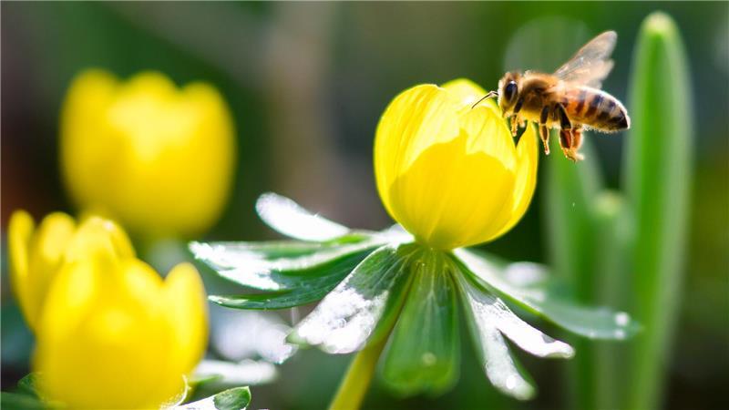 Das warme und sonnige Wetter löst Frühlingsgefühle aus.
