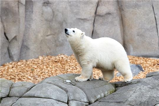 Das weibliche Eisbärenjungtier Anouk, steht bei einem Pressetermin im Eismeergehege vom Tierpark Hagenbeck. Foto: Georg Wendt/dpa