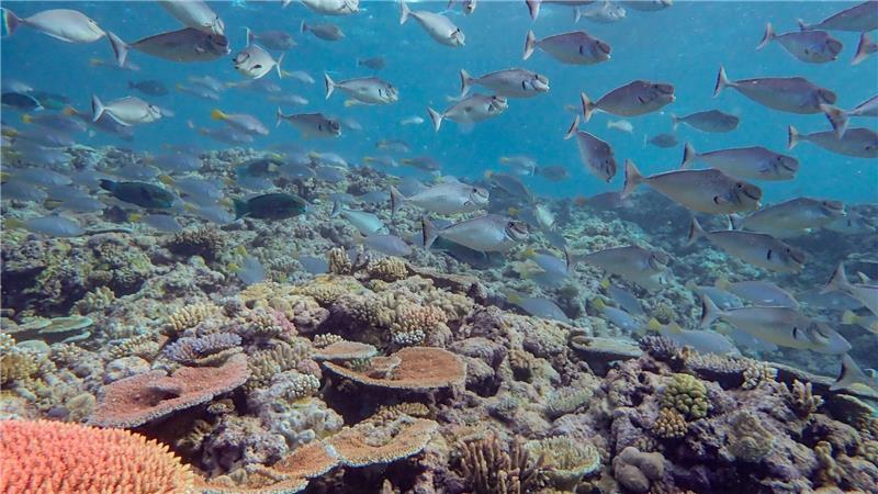 Riff am Limit: Great Barrier Reef verliert massiv Korallen Das weltgrößte Riff ist Heimat für rund 400 Korallenarten, etwa 1.500 Fischarten und zahllose weitere Meereslebewesen.