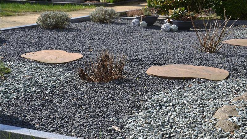 Dass auf dem Zevener Friedhof mehr und mehr Gräber geschottert werden, stößt Ratsmitgliedern sauer auf.Foto: Kratzmann