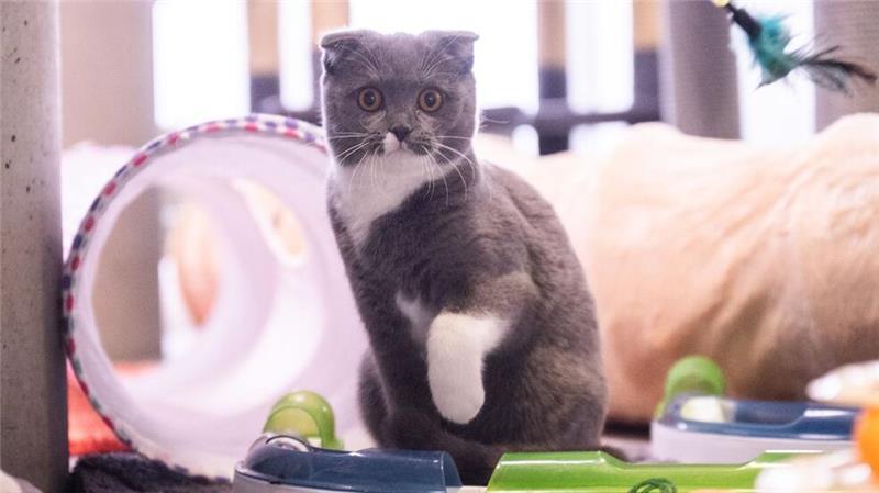Kranke Modekatzen - Der Preis der Niedlichkeit Dass manche Katzenrassen gesundheitliche Probleme haben, ist vielen Menschen überhaupt nicht klar.