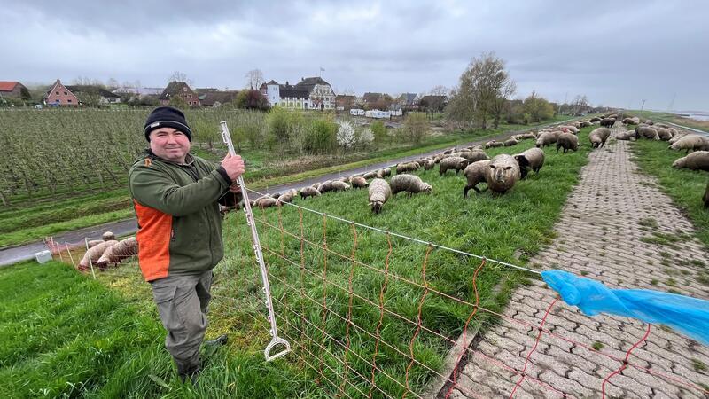 Deichschäfer Vasile Buza bringt eine Herde auf den Elbdeich bei Jork. Diese Herde wurde Mitte März von einem Wolf angegriffen.