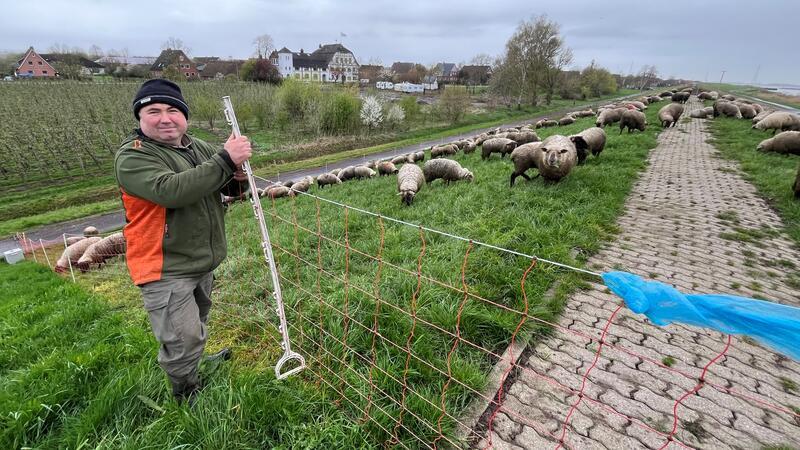 Deichschäfer Vasile Buza bringt eine Herde auf den Elbdeich bei Jork. Diese Herde wurde im März und April von einem Wolf angegriffen.