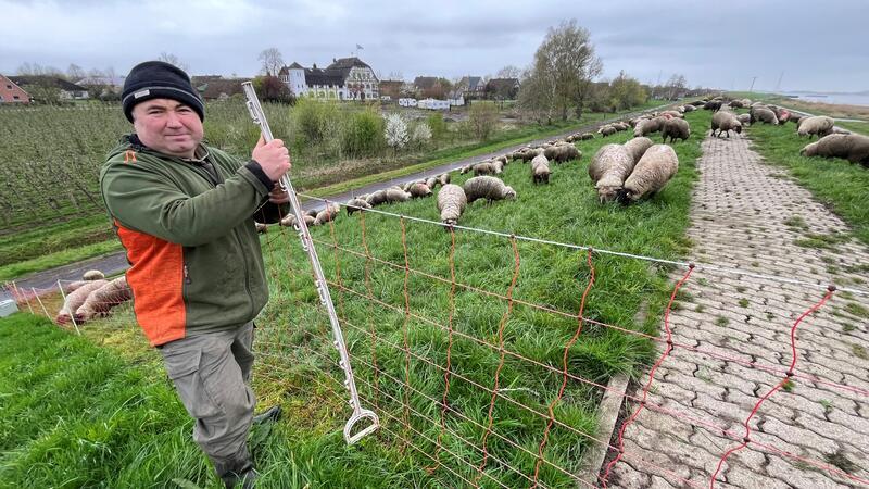 Neue Videos: Wolf streift durch Obst-Plantage im Alten Land Deichschäfer Vasile Buza bringt in Jork eine Herde auf den Deich.