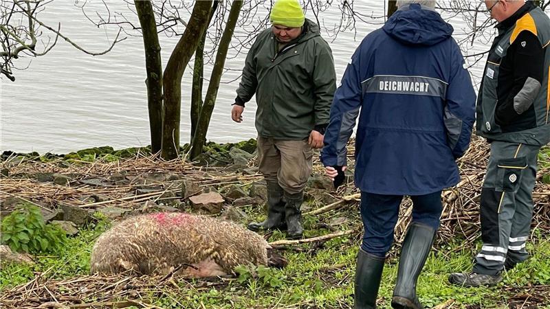 Deichschäfer Vasile Buza (links) birgt 2024 mit dem Deichverband der II. Meile Alten Landes tote Schafe auf Hahnöfersand.