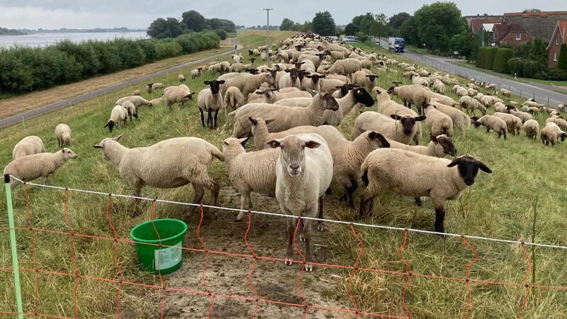 Deichschafe sind für den Küstenschutz notwendig. Diese Schafe sind im Alten Land im Einsatz.