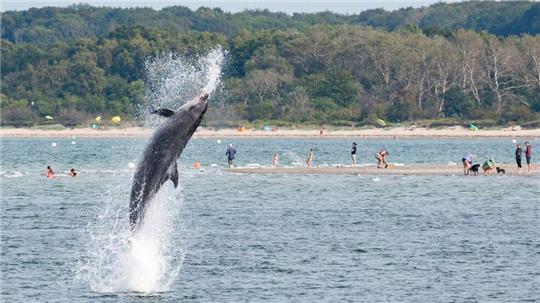 Delfin „Delle“ kommuniziert umfangreich, haben dänische Forscher entdeckt.
