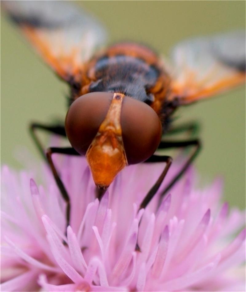 Stubenfliegen sind lästig und gut angepasst Dem Komplexauge einer Stubenfliege entgeht fast nichts. Foto: Kurtze