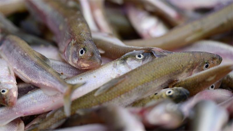 Fische in der Elbe: Gute Nachrichten für drei Arten Dem Stint geht es dagegen an den Kragen. Seit Jahren schon nimmt sein Bestand ab. (Archivbild)