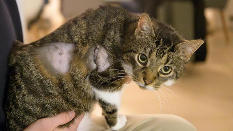 Dem Tod von der Schippe gesprungen: Nach der Schussverletzung wurde Neelix notoperiert. Jetzt erholt sich die Katze langsam aber sicher.