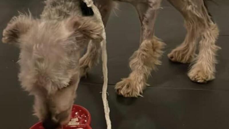 Unbekannte quälen Hund fast zu Tode – So geht es Yorki-Mix Egon jetzt Dem kleinen Yorkshire-Terriermix Egon geht es offenbar schon wieder besser.