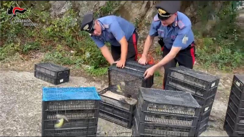 Über 2.000 Vögel: Illegaler Transport in Italien gestoppt Den Einsatzkräften fiel der Kleintransport bei einer Verkehrskontrolle auf.