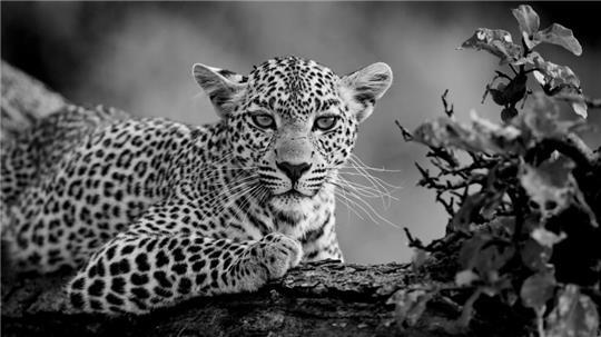 Den Leoparden fotografierte Olli Elf an der Grenze zur Serengeti.