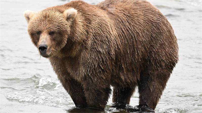 „Fat Bear“-Wettbewerb in Alaska: „Chunk“ wieder im Rennen Den Sommer über hat die Bärin beim Lachsfressen deutlich zugenommen.